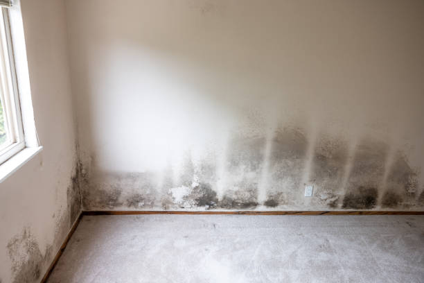 Trusted Fullerton, PA Mold Removal Experts